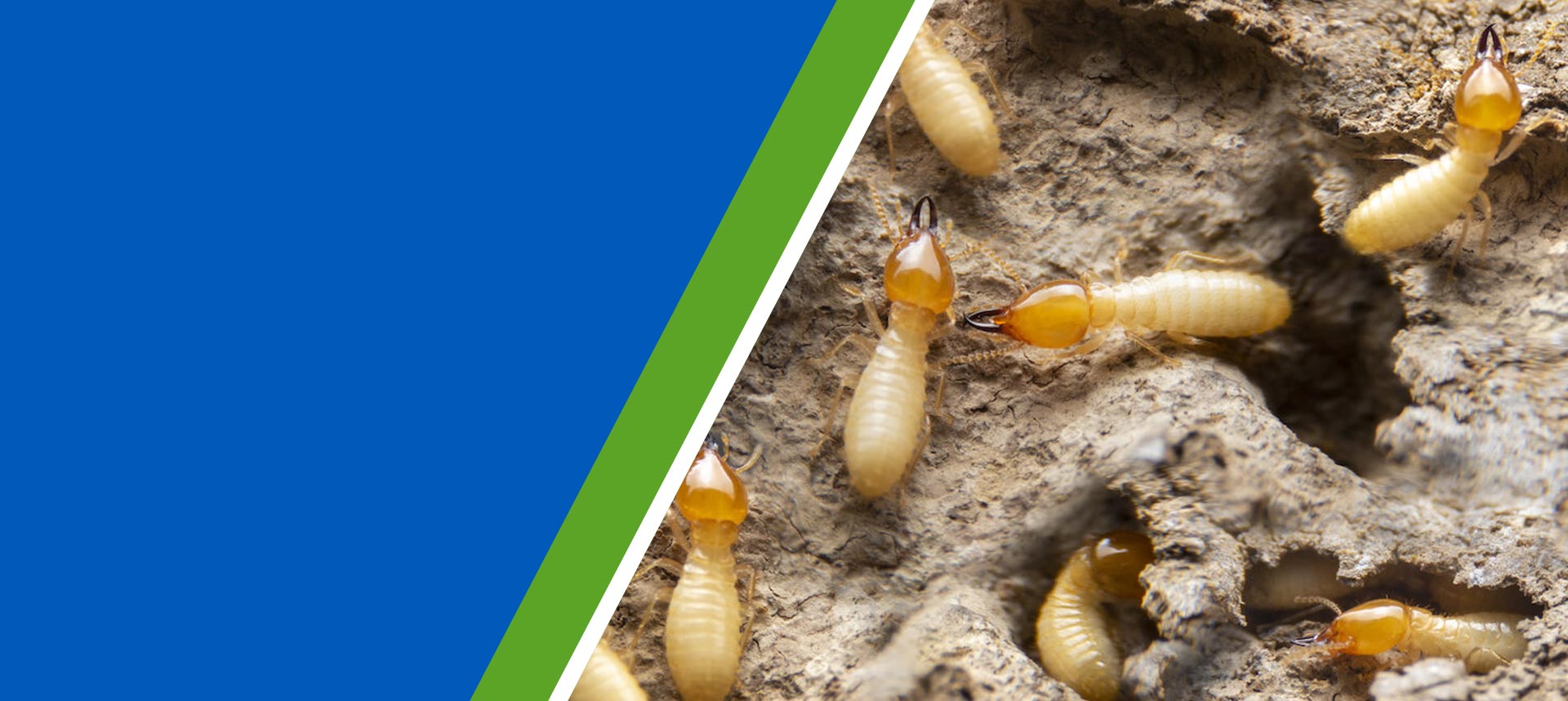 durban-pest-termites