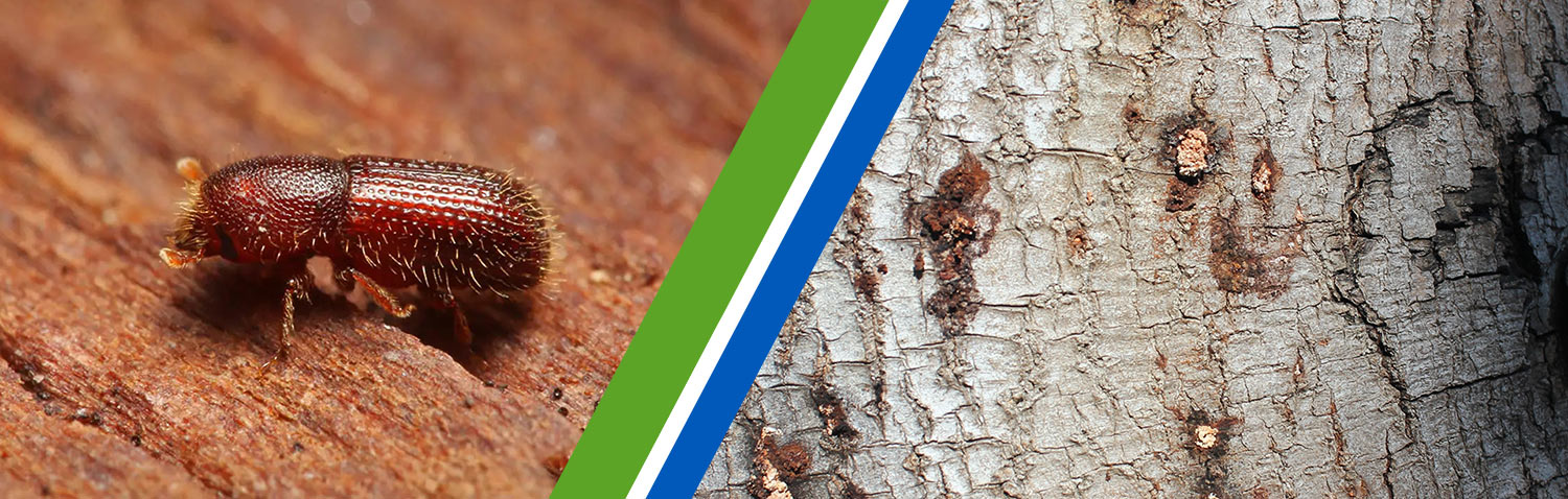 shothole-borer-beetle